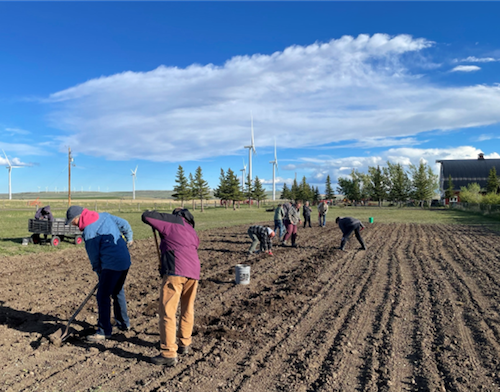 Victory Garden